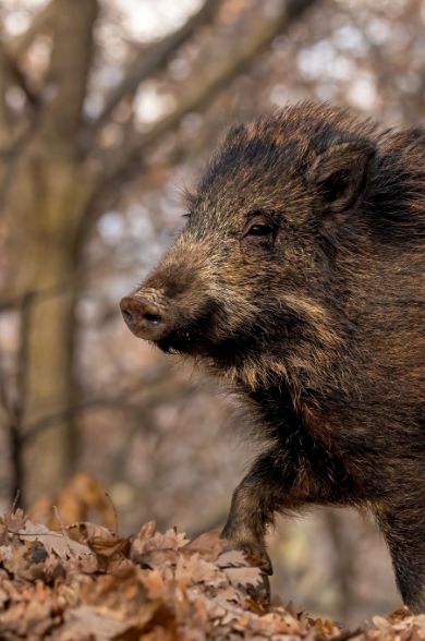 Wildschwein im Profil in einem herbstlichen Wald mit Laub auf dem Boden und unscharfem Baumhintergrund.