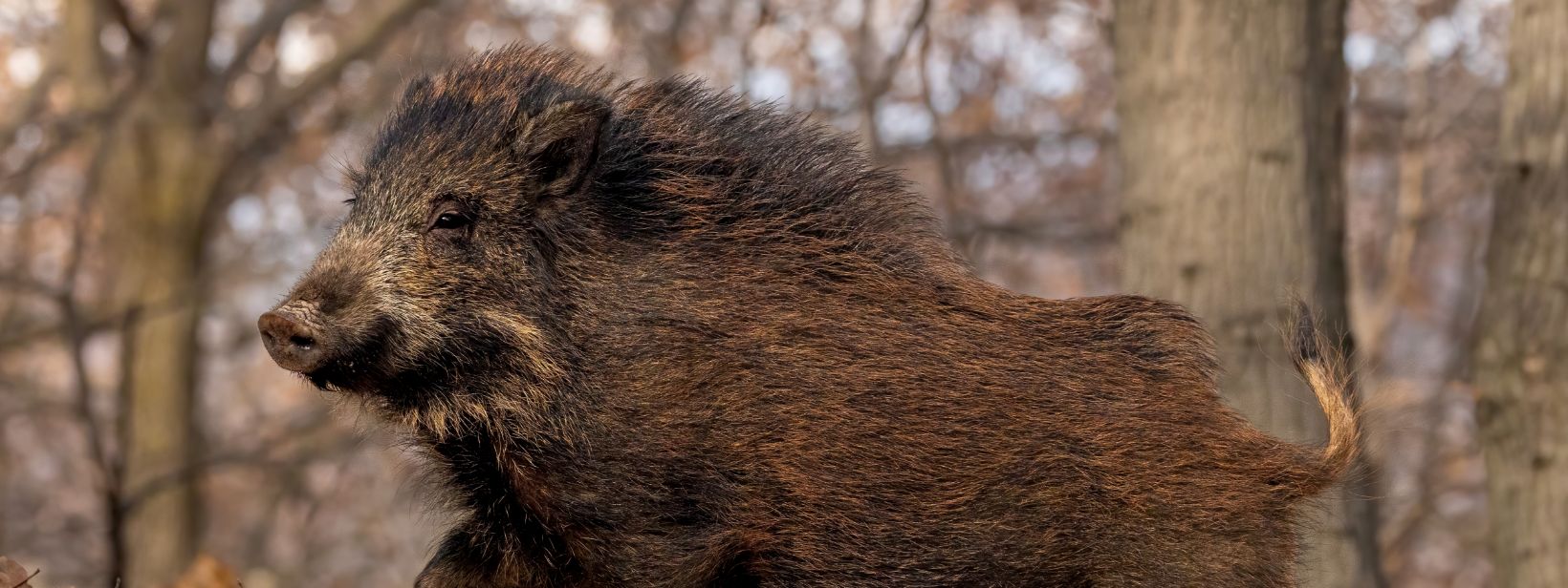 Wildschwein mit braun-schwarzem Fell in einem kahlen Wald, das nach links schaut.