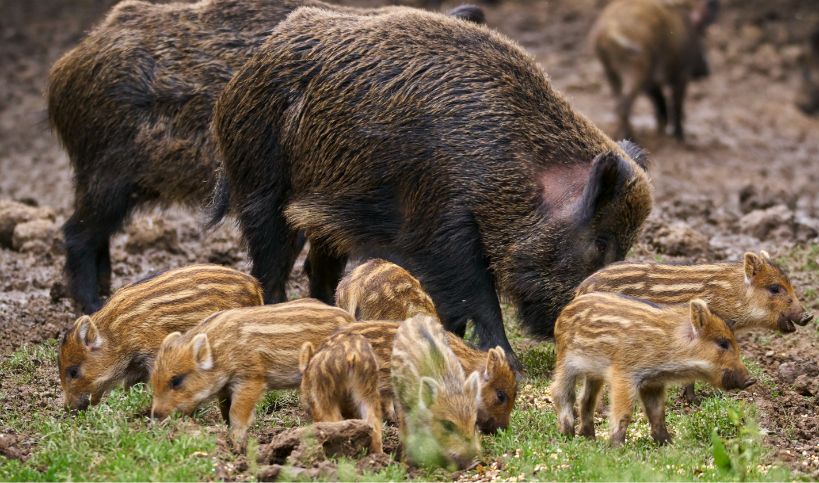 Eine Gruppe von jungen Frischlingen und ein ausgewachsenes Wildschwein auf einer Wiese, die nach Futter suchen.
