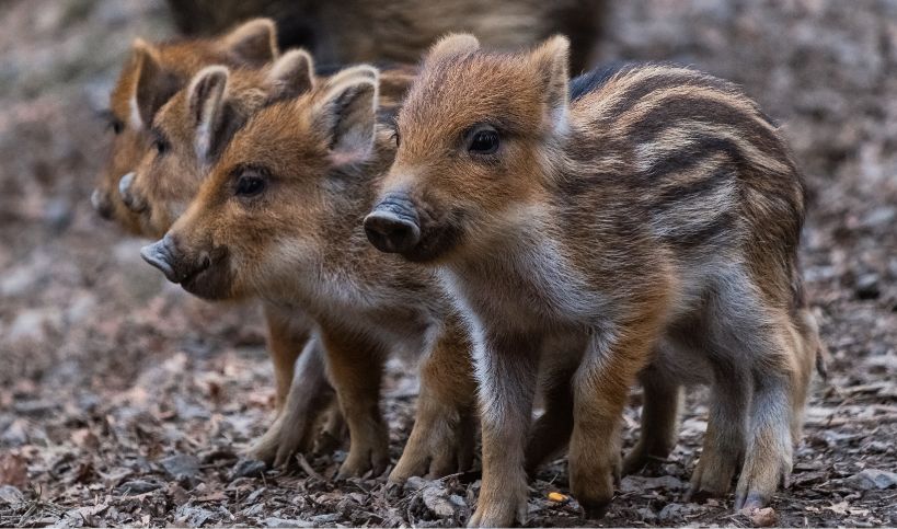 Vier Frischlinge mit rötlich-braunem Fell und Streifen stehen auf Waldboden mit trockenen Blättern, im Hintergrund ein weiteres Wildschwein.
