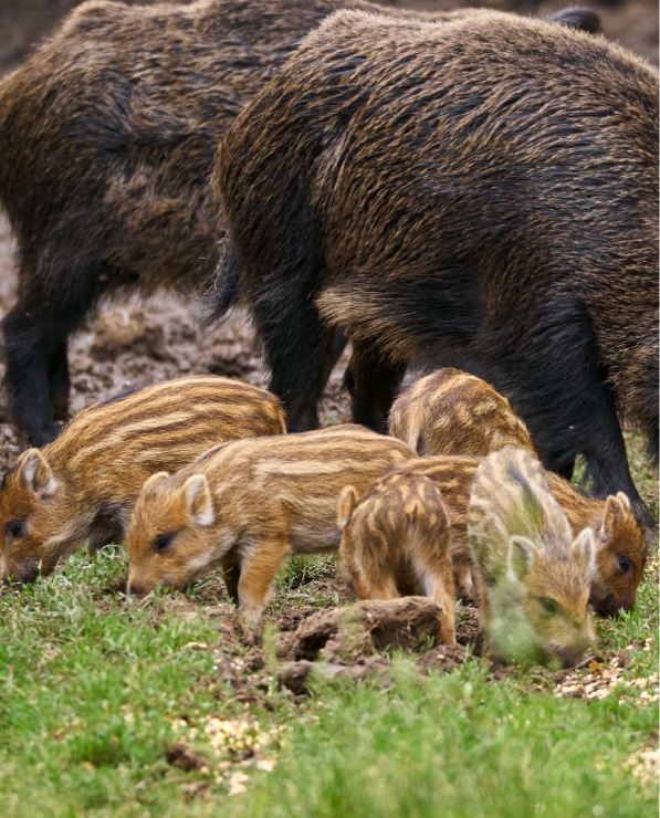 Eine Wildschweinrotte mit einem erwachsenen Tier und vier gestreiften Jungtieren auf grasbewachsenem Boden.