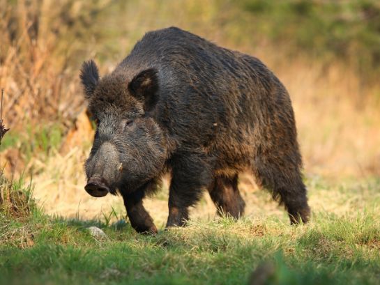 Wildschwein steht in einer herbstlichen Waldlichtung, dichter, borstiger, dunkelbrauner Pelz, massiver Kopf und kräftige Läufe.