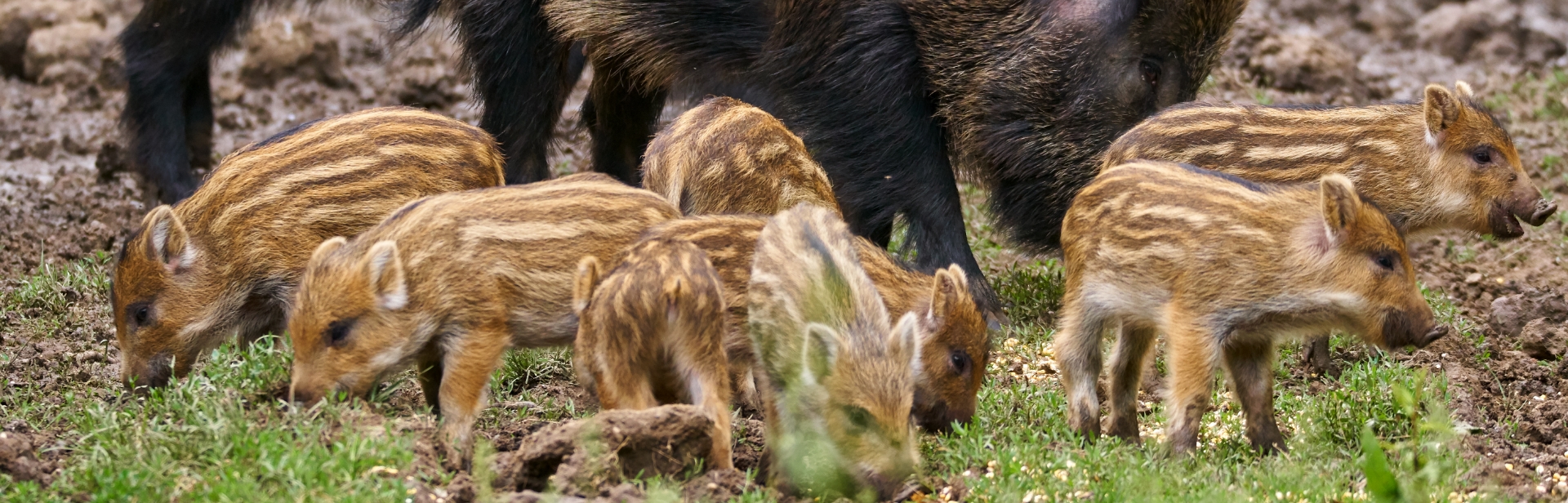 Sechs Frischlinge auf einer Wiese, begleitet von einem ausgewachsenen Wildschwein im Hintergrund.