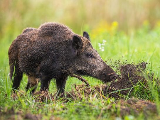 Wildschwein wühlt im Boden auf einer Wiese in einem grünen natürlichen Umfeld.