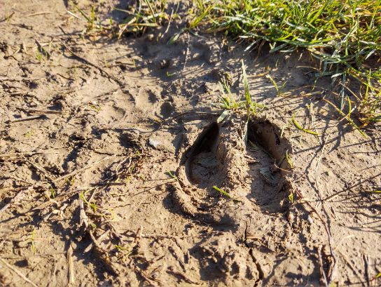 Nahaufnahme eines Wildschweintrittsiegels im schlammigen Boden mit Gras am rechten Rand.