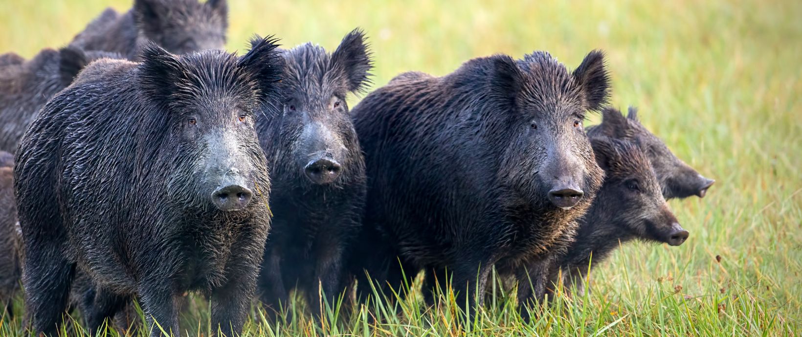 Gruppe von sechs Wildschweinen in einer Wiese, eng beieinander, im hohen Gras.