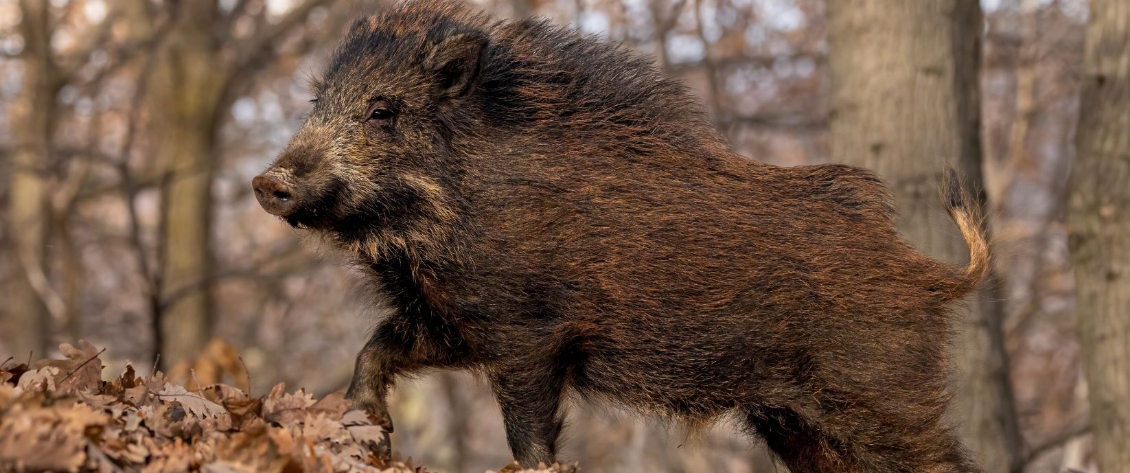 Nahaufnahme eines Wildschweins im herbstlichen Wald, mit borstig braunem Fell, stehendes auf mit Laub bedecktem Boden.