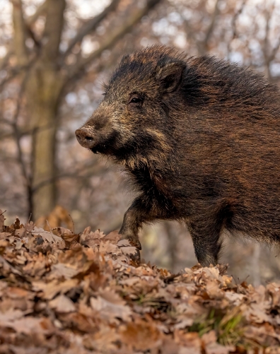 Ein Wildschwein steht im herbstlichen Wald auf Laub. Es ist kräftig gebaut mit dunklem, fleckigem Fell. Baumstämme im Hintergrund.