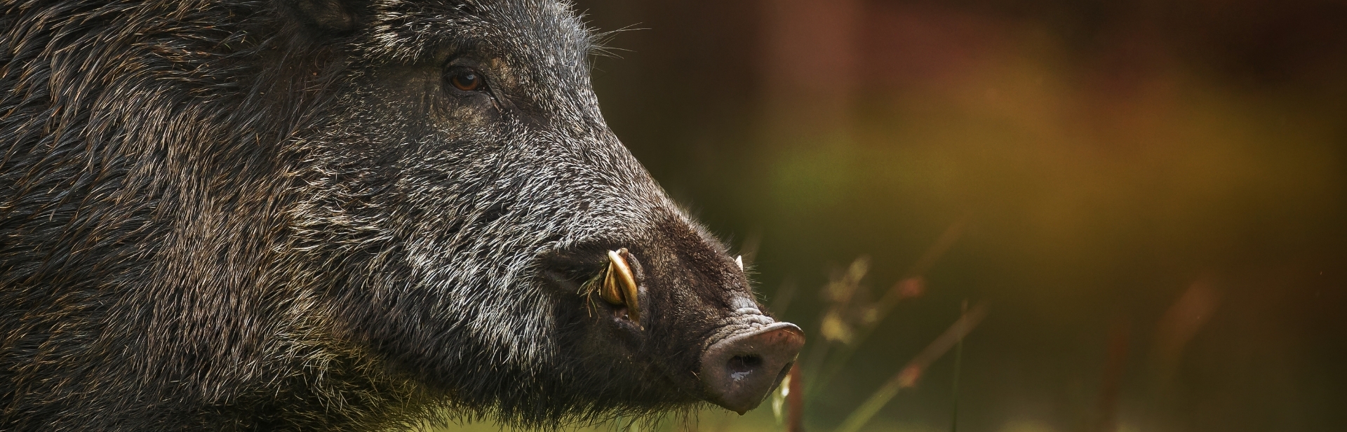 Nahaufnahme eines Wildschweins in Seitenansicht mit borstigem Fell und gebogenen Hauern vor unscharfem, natürlichen Hintergrund.