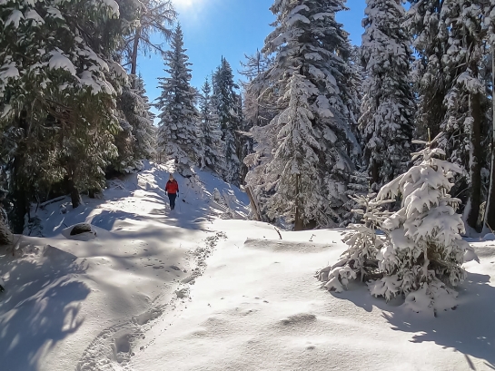 Winterlandschaft im Schwarzwald mit Schneepfad, dichten Tannen und einer Person in oranger Jacke.