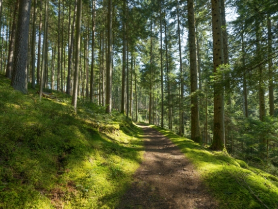 Ein schmaler Waldweg im Schwarzwald, gesäumt von hohen Bäumen und bedeckt mit Moos, im Sonnenlicht leuchtend.