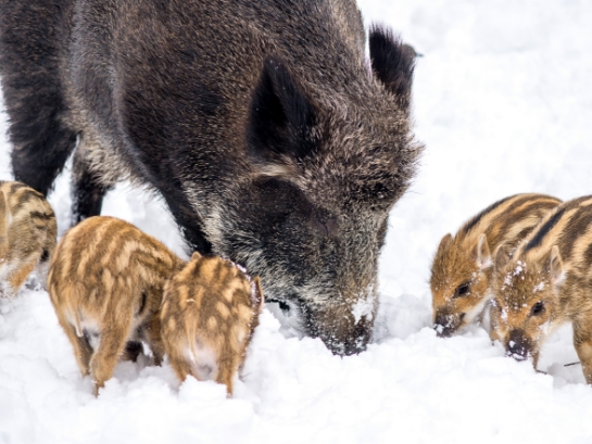 Wildschwein mit fünf Frischlingen im Schnee, alle suchend im Schnee. Die Frischlinge haben helle, gestreifte Muster.