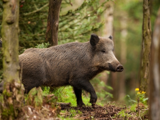 Ein Wildschwein läuft durch einen bewaldeten Bereich mit grünen Pflanzen und Bäumen im Hintergrund.