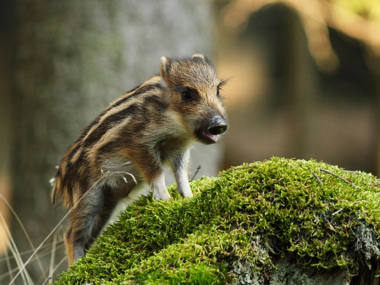 Ein junger Wildschweinfrischling steht auf einem moosbedeckten Baumstamm im Wald, das Fell ist braun mit dunklen Streifen.