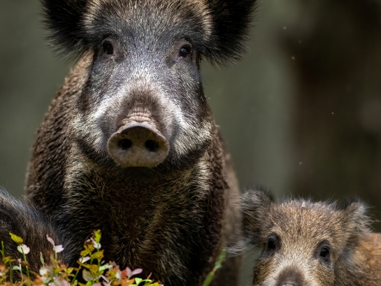 Wildschwein und Frischling in Nahaufnahme mit unscharfem Hintergrund.