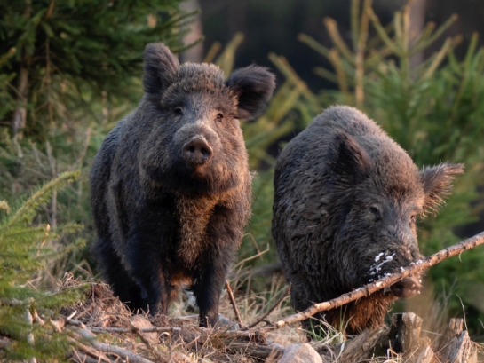 Zwei Wildschweine mit dunkelgrauem Fell im Wald, umgeben von Nadelbäumen und trockenem Laub.