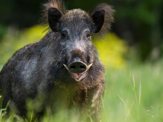Wildschwein mit dunkler borstiger Haut steht in einer grünen Landschaft und schaut direkt in die Kamera, umgeben von hohen Gräsern.