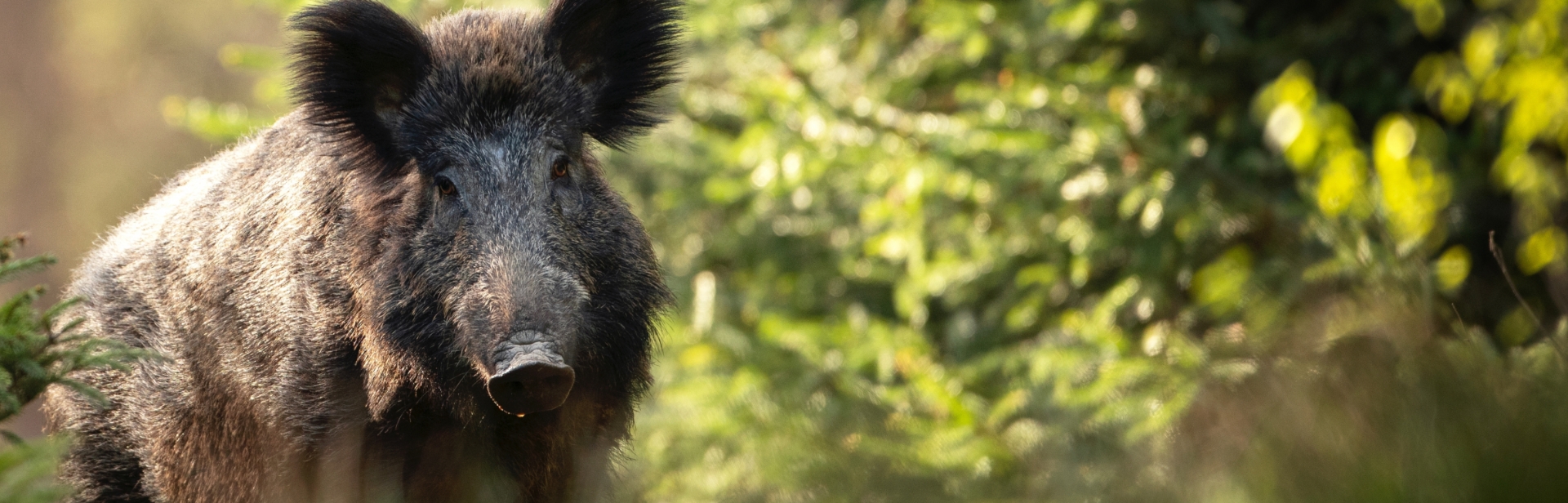 Ein Wildschwein steht in einem grünen Wald, schaut direkt zur Kamera. Das dichte, dunkle Fell glänzt im Sonnenlicht, umgeben von unscharfer Vegetation.