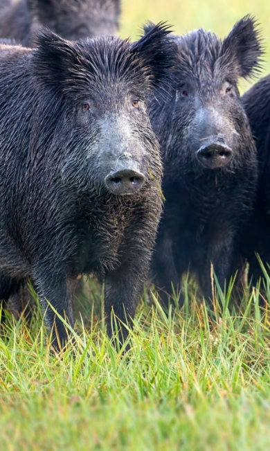 Zwei Wildschweine stehen auf einer grünen Wiese, schauen aufmerksam in die Kamera, mit weiteren unscharfen Wildschweinen im Hintergrund.
