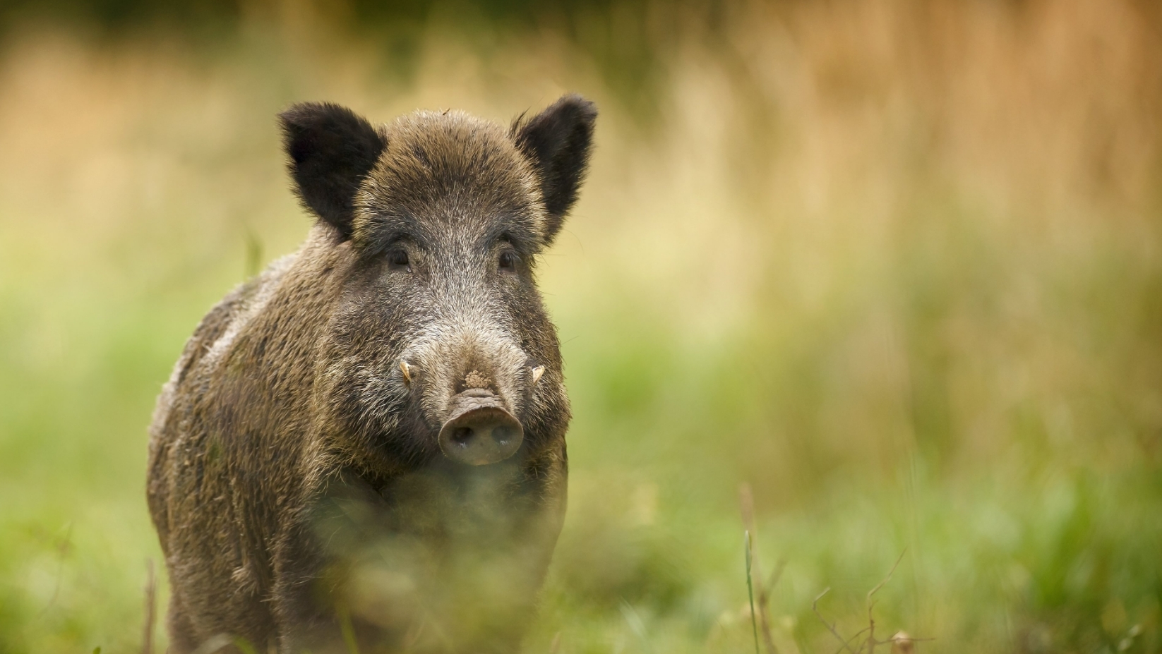 Ein Wildschwein steht in einem natürlichen Umfeld und schaut direkt in die Kamera. Der Hintergrund ist unscharf.