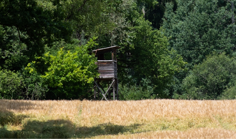 Ein Hochstand an einem Feldrand vor einem dichten, grünen Laubwald.