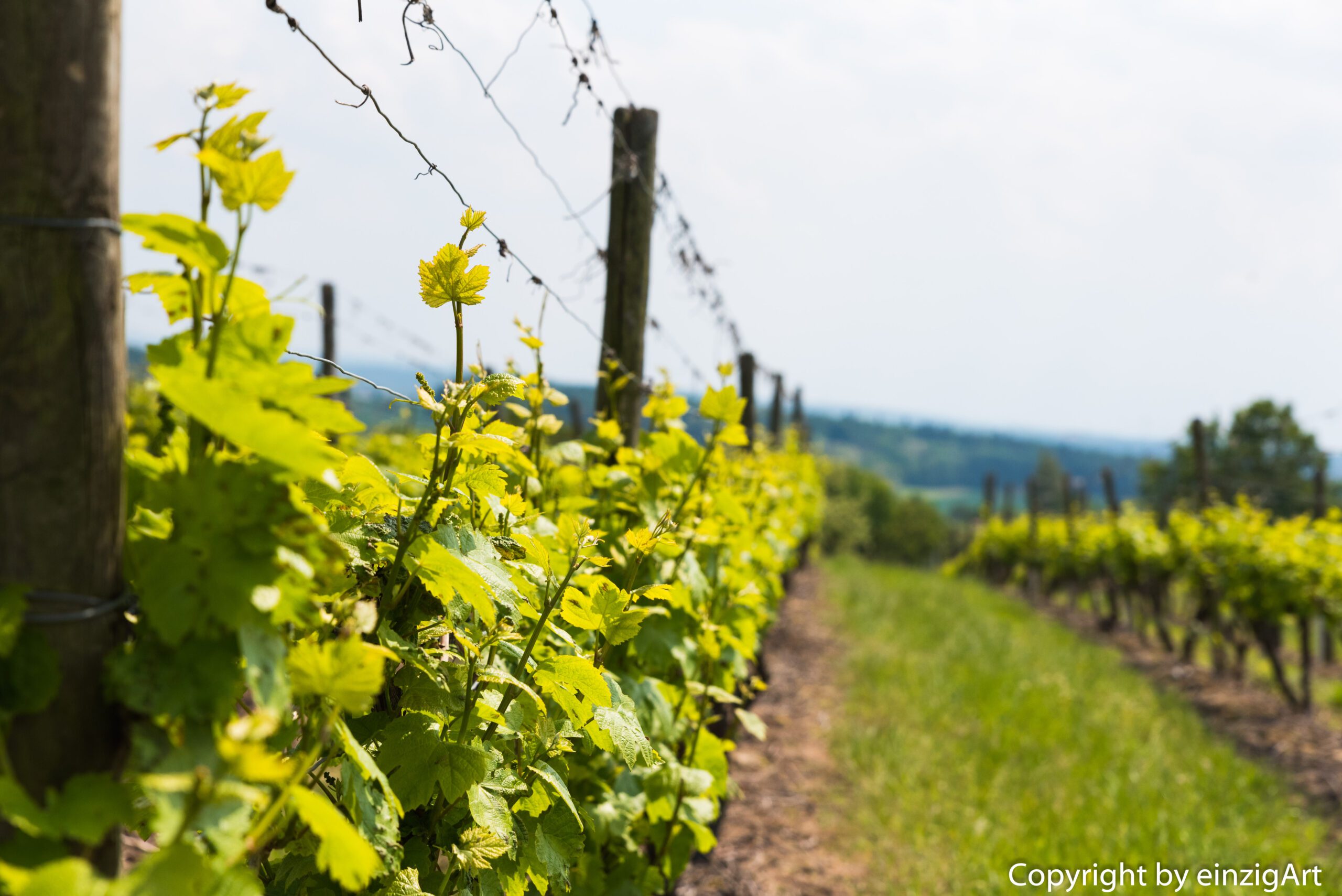 Gelbgrüne Weinreben entlang von Pfosten auf einem Pfad, unscharfe hügelige Landschaft im Hintergrund.