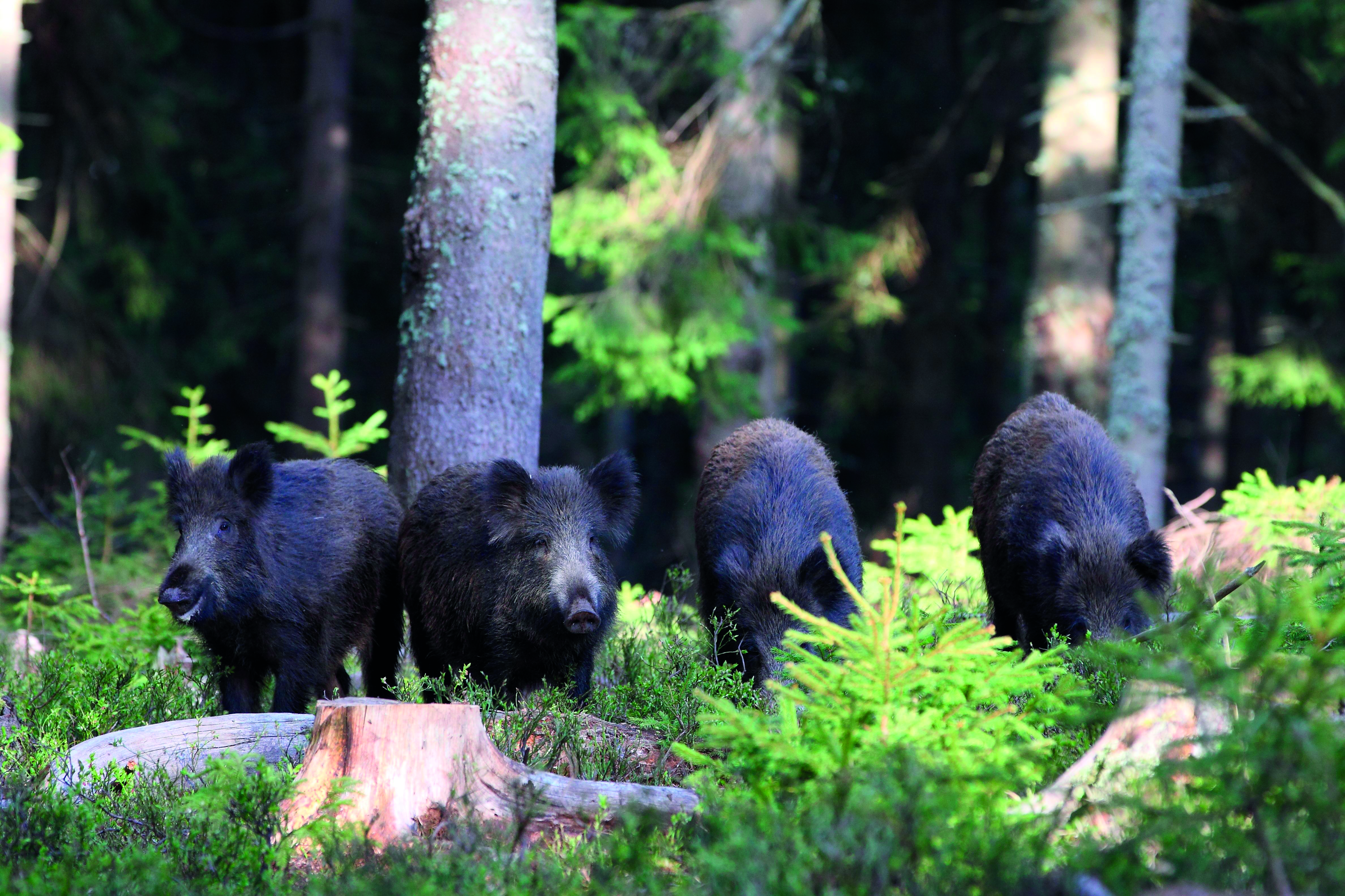 Vier Wildschweine stehen im Schatten eines dichten Waldes, umgeben von Tannen und Grün.