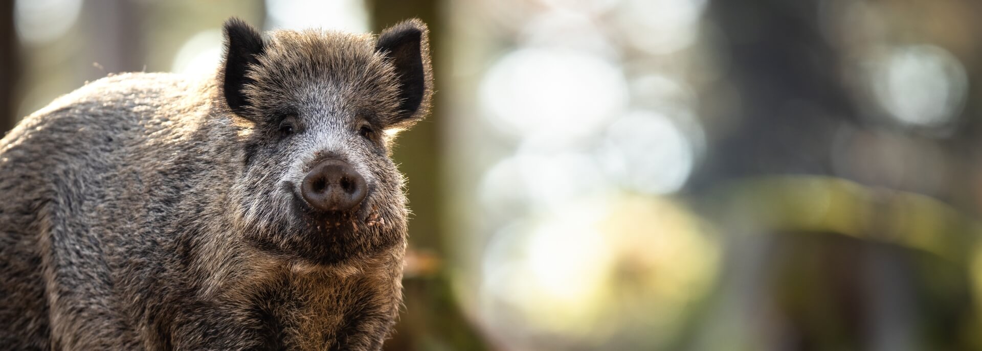Nahaufnahme eines jungen Wildschweins im natürlichen Licht, Waldboden im Hintergrund.