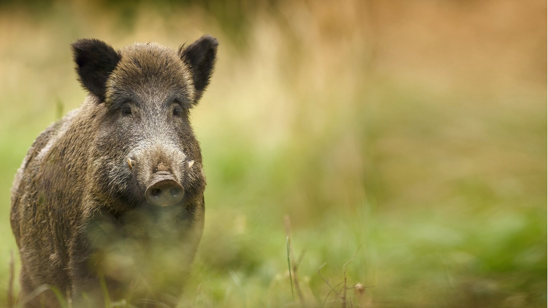 Erwachsenes Wildschwein im Gras, blickt aufmerksam zur Kamera, natürliche Umgebung.
